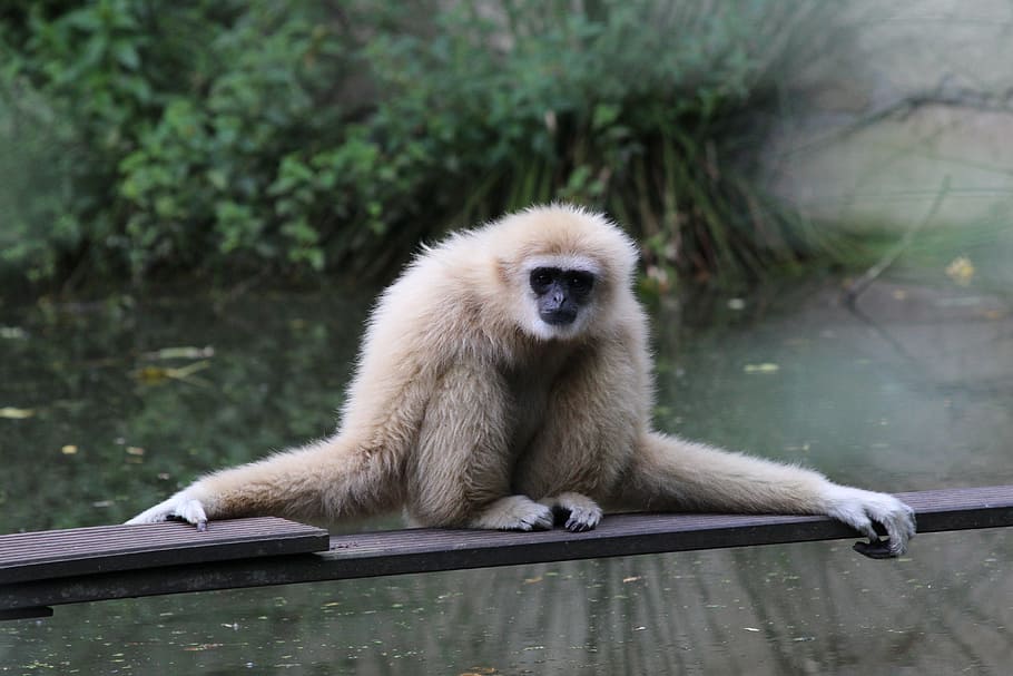 4K Gibbon Bild